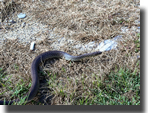 Hierophis gemonensis